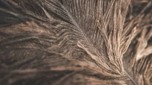 A close up of a feather that is brown