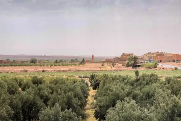 green trees and brown field under white sky during daytime