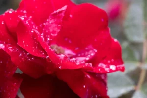 a red flower with water droplets on it