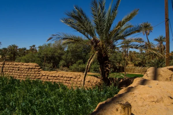 green palm tree near brown brick wall