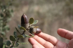 Hand reaching for acorns on a branch