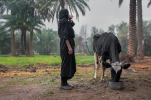 في احدى مزارع الحلة 