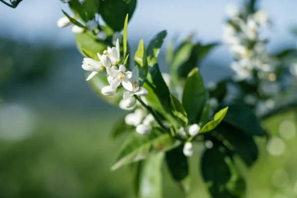 a branch with white flowers and green leaves