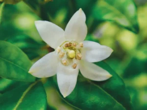white flower in macro shot